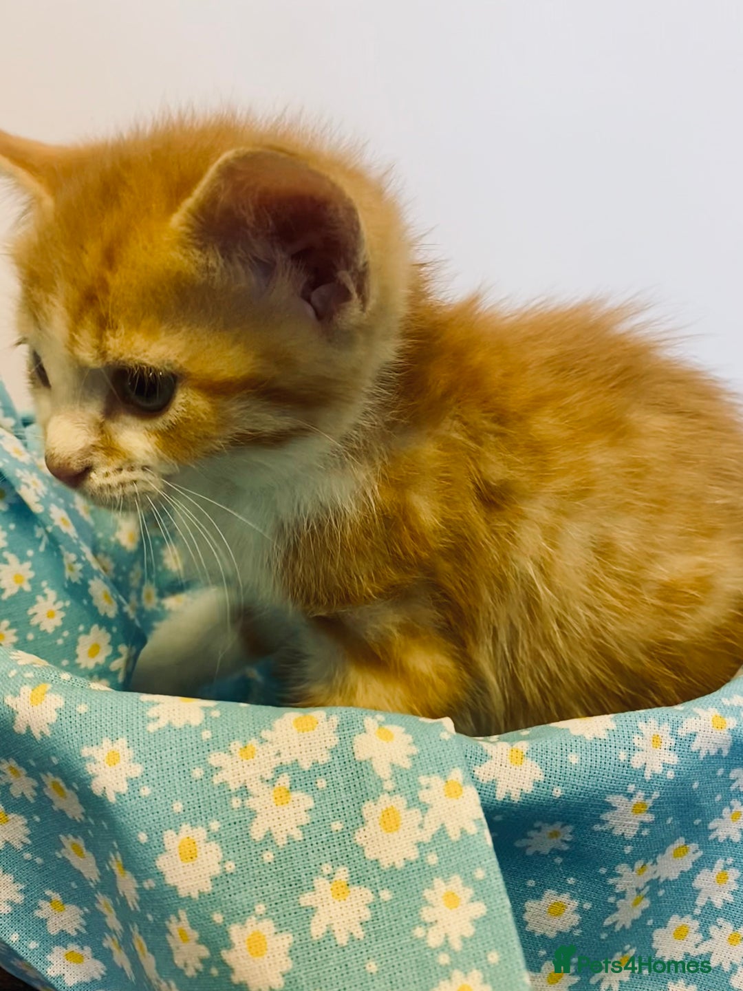 European cats for sale: Colourful kittens - Image 6