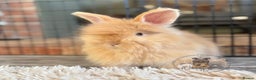 Angora rabbits for sale: Fully Vaccinated English Angoras ♥️ - Advert 15