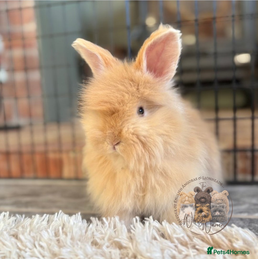 Angora rabbits for sale: Fully Vaccinated English Angoras ♥️ - Advert 15