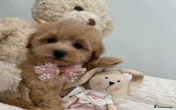 Maltipoo dogs for sale: 7 stunning f1 Maltipoo's. Fully DNA & Heath clear - Image 5