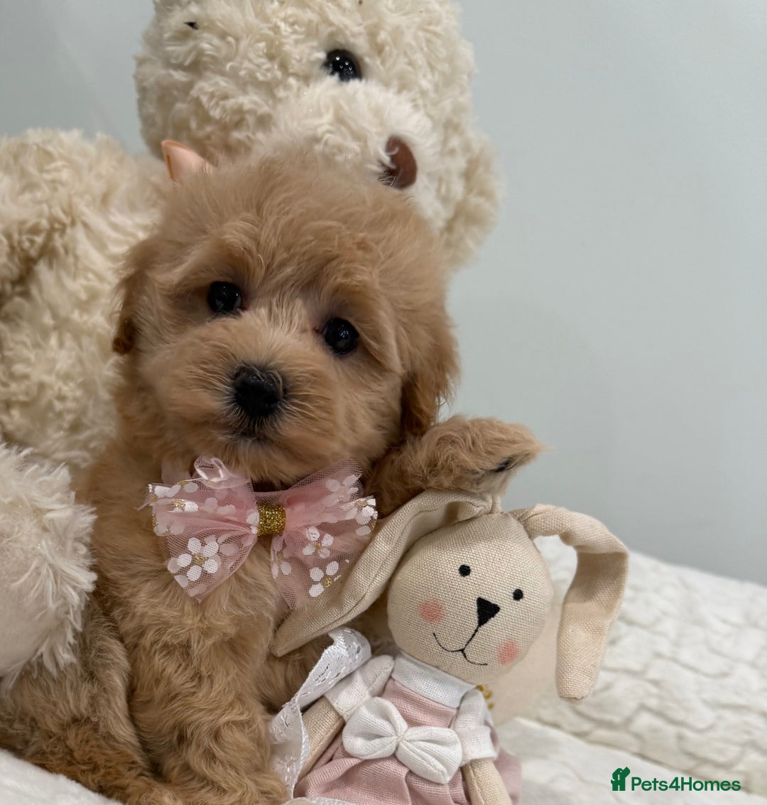 Maltipoo dogs for sale: 7 stunning f1 Maltipoo's. Fully DNA & Heath clear - Image 5