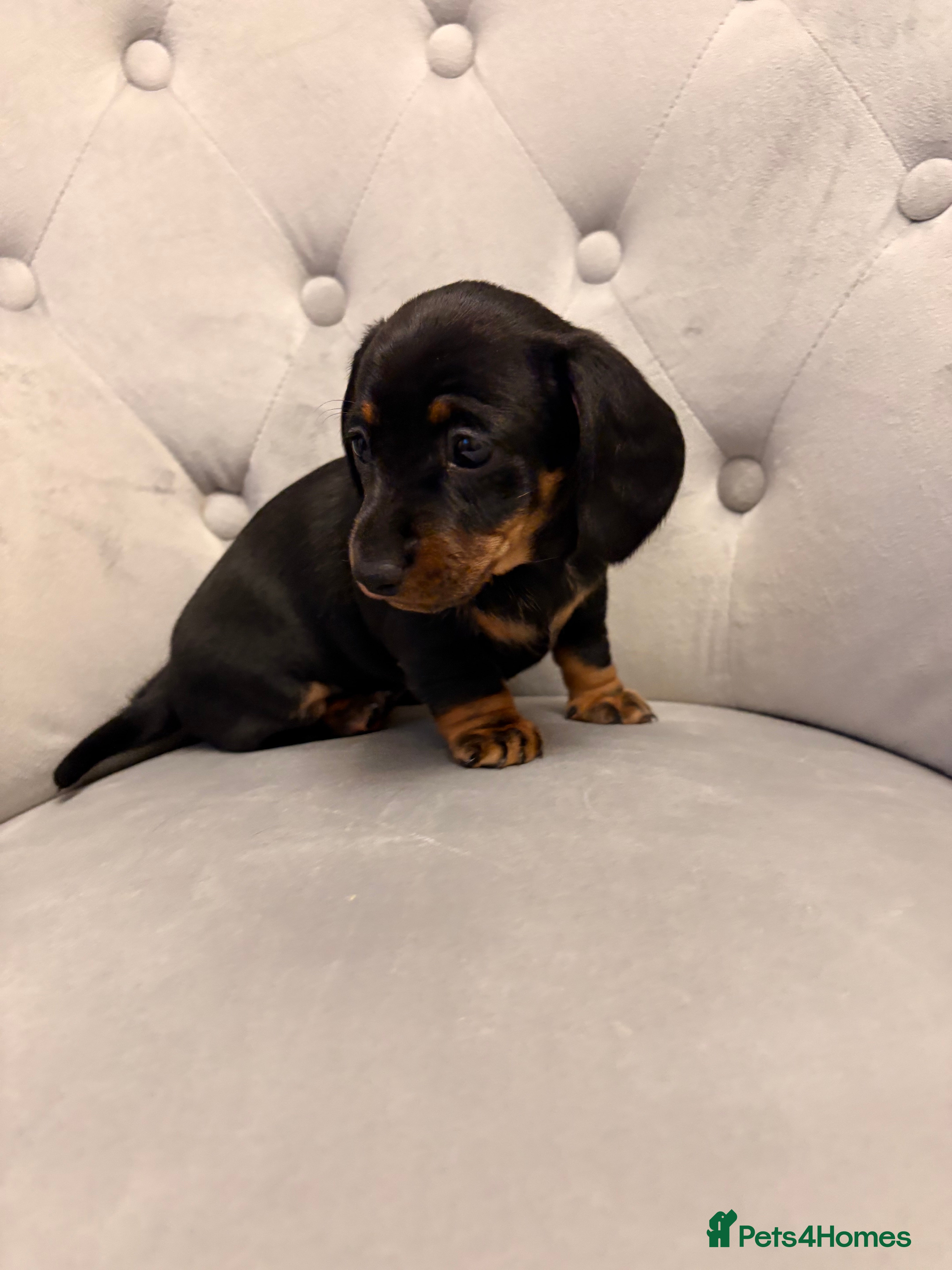 Miniature Dachshund dogs READY TO LEAVE Miniature Dachshund - Advert 9