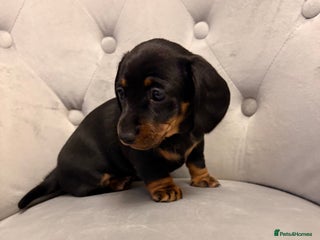 Miniature Dachshund dogs READY TO LEAVE Miniature Dachshund - Advert 5