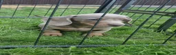 Dachshund dogs for sale: Soo cute  - Advert 32