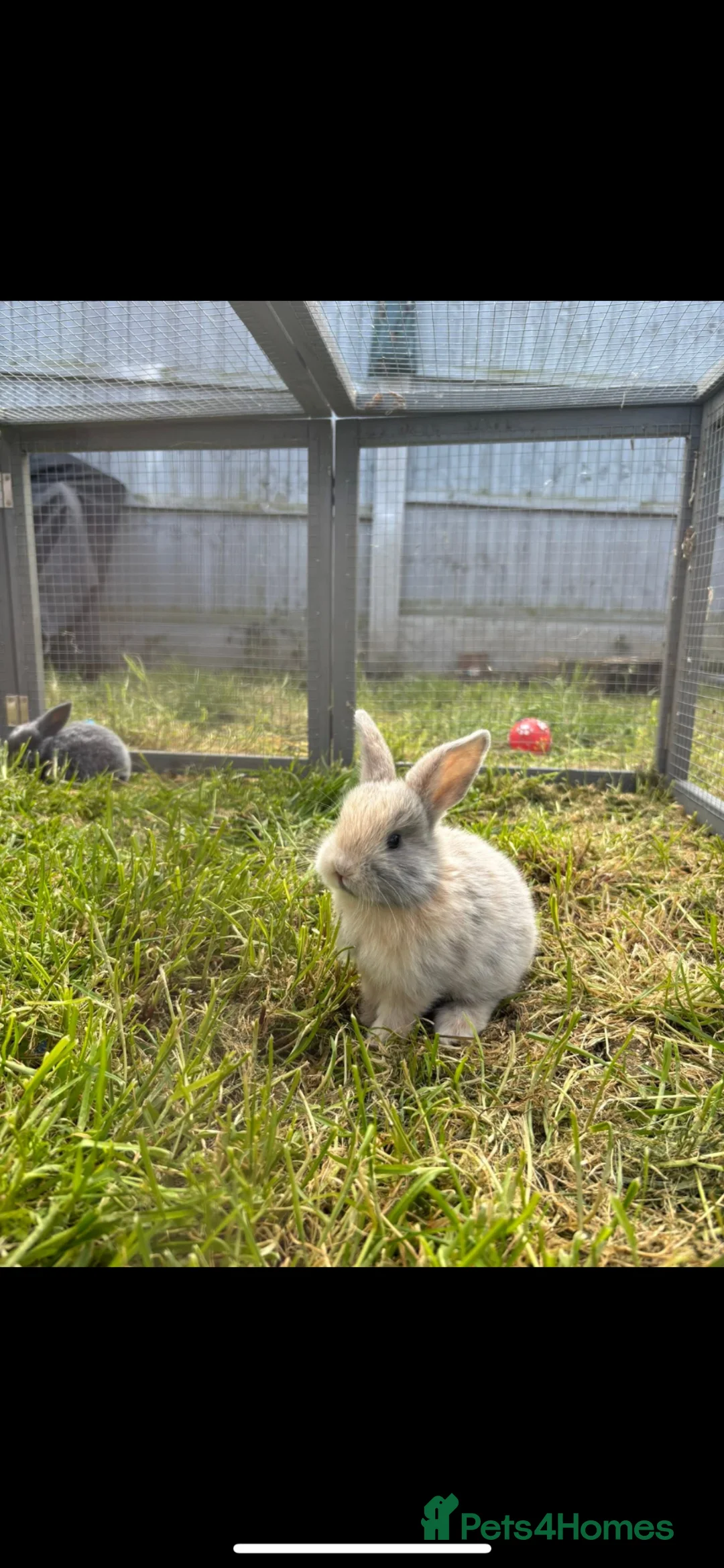 Mixed Breed rabbits for sale: Baby bunnies  in Basildon - Advert 6