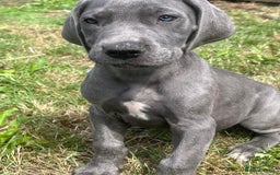 Great Dane dogs for sale: 7 left -12 beautiful Great Dane puppies black/blue - Image 13