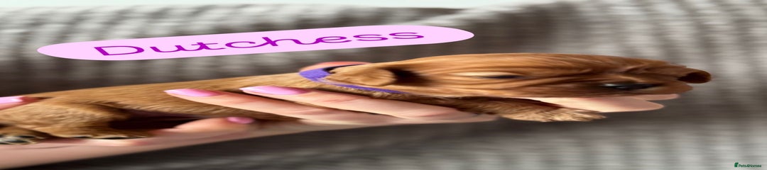 Cavalier King Charles Spaniel Puppy 5