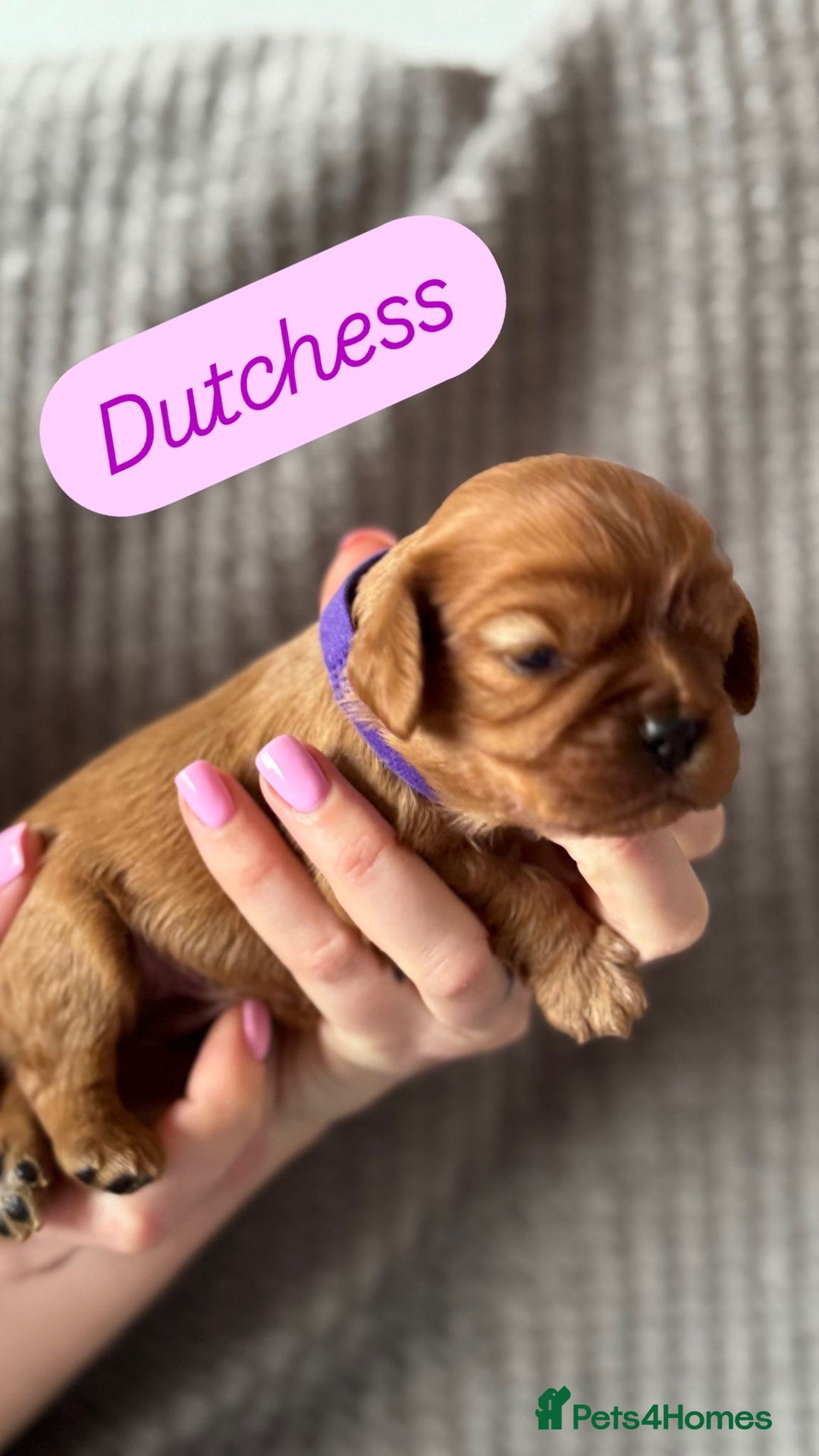 Cavalier King Charles Spaniel dogs for sale: KC Cavalier King Charles spaniels  - Advert 4