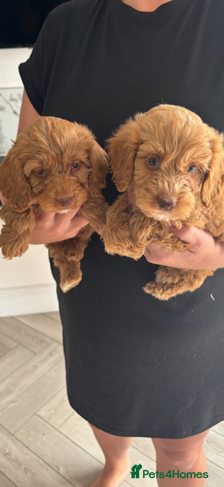 Cavapoo dogs 🐶 Cavapoo puppies toy poodle 🐶 - Advert 6