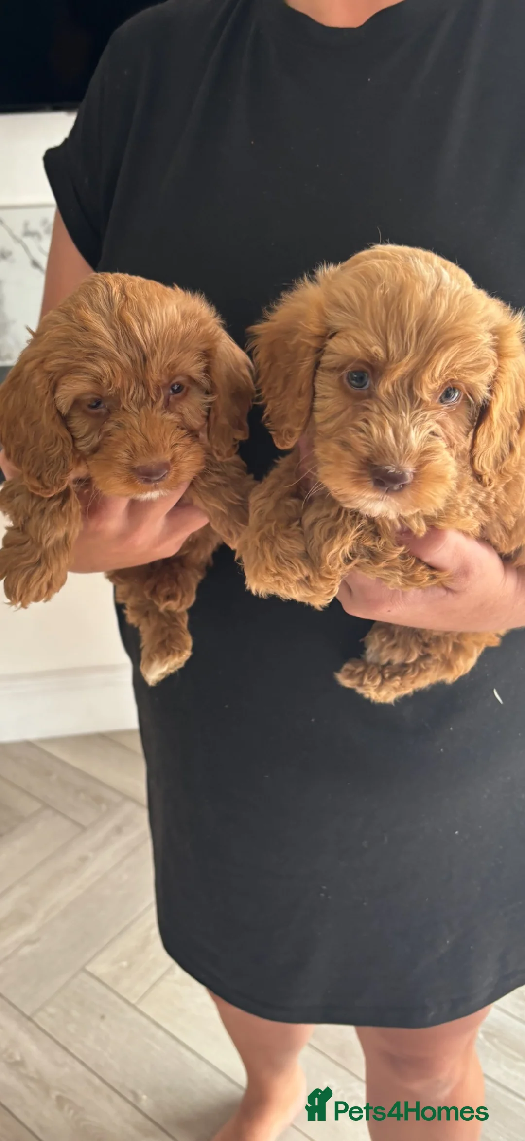 Cavapoo dogs for sale: 🐶 Cavapoo puppies toy poodle 🐶 - Advert 1