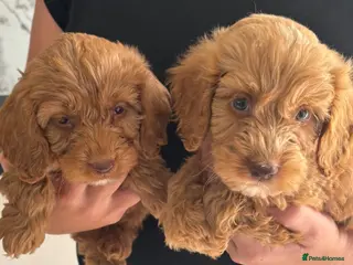 Cavapoo dogs 🐶 Cavapoo puppies toy poodle 🐶 - Advert 6