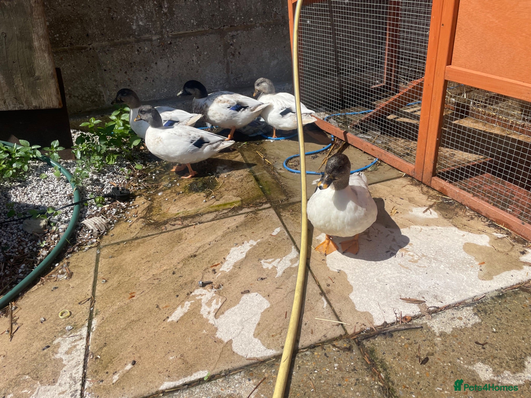 Ducks poultry Call ducks  - Advert 1
