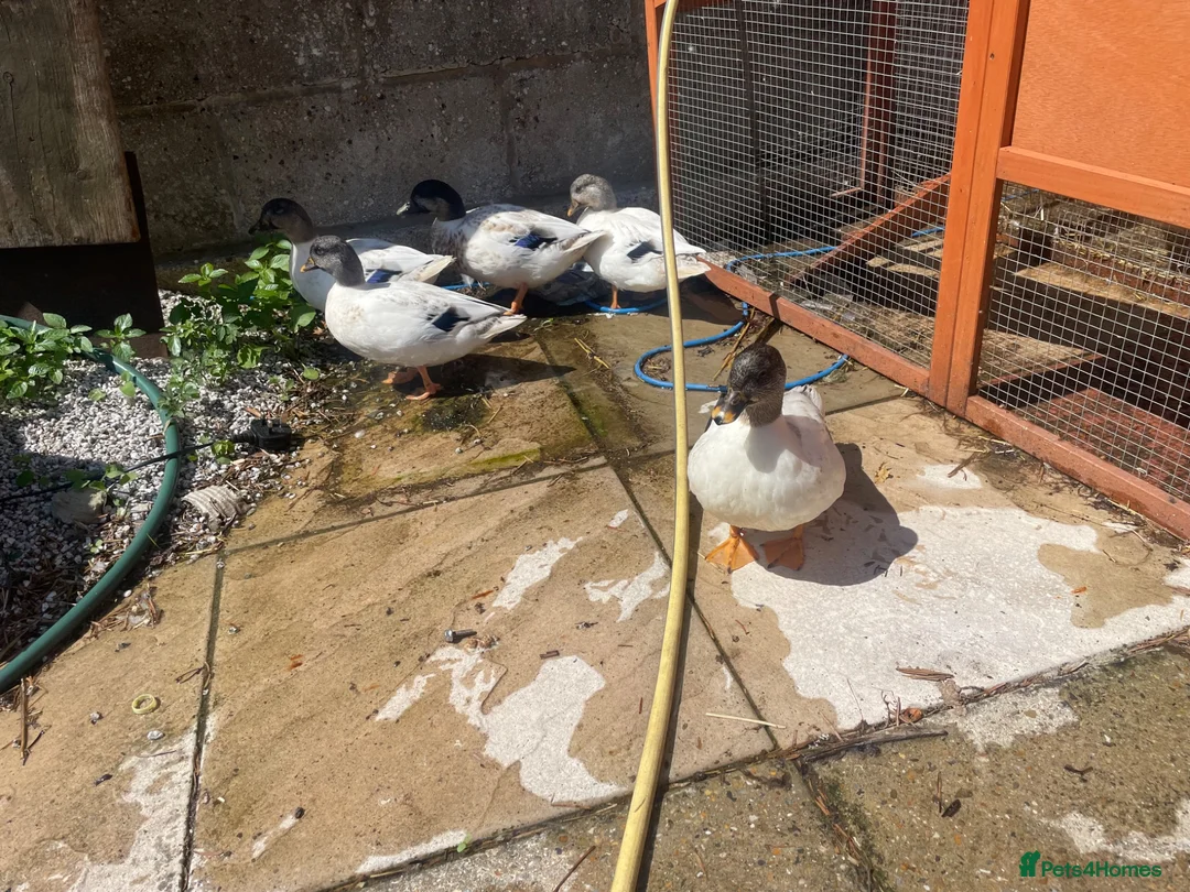 Ducks poultry for sale: Call ducks  - Advert 1