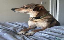 Mixed Breed dogs for adoption: Minnie - Norwich Norfolk  - Image 7