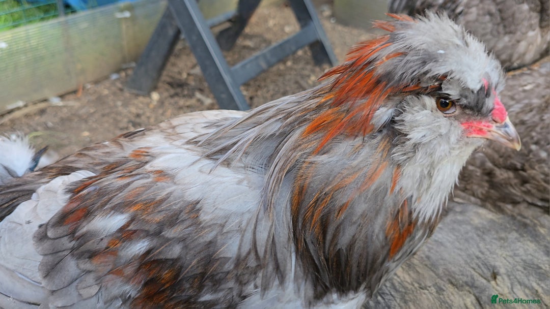 Chickens poultry for sale: Blue & red tailed bearded British Araucana - Image 7