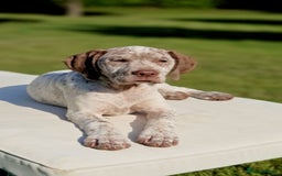 German Shorthaired Pointer dogs for sale: Braque Du Bourbonnais 🇫🇷 French Pointer - Image 8