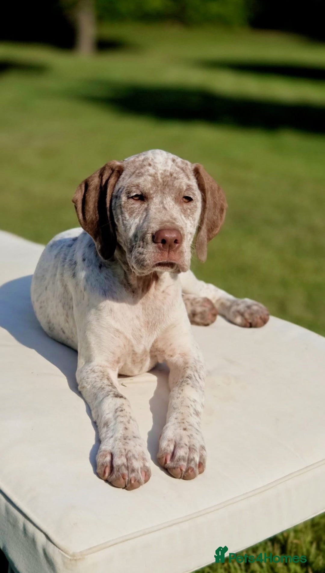 German Shorthaired Pointer dogs for sale: Braque Du Bourbonnais 🇫🇷 French Pointer - Image 8