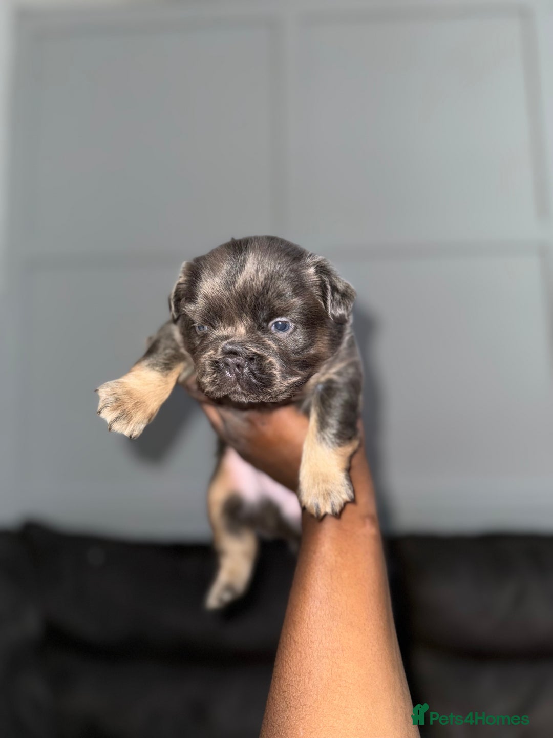 French Bulldog dogs for sale: Lilac & tan fluffies/ **  - Advert 6