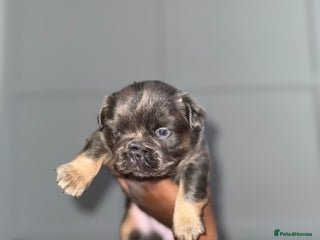 French Bulldog dogs Lilac & tan fluffies - Advert 16