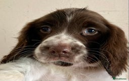 English Springer Spaniel dogs for sale: English Springer Spaniel Pups  - Image 32