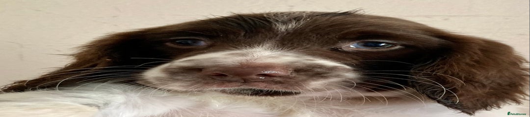 English Springer Spaniel Puppy 4
