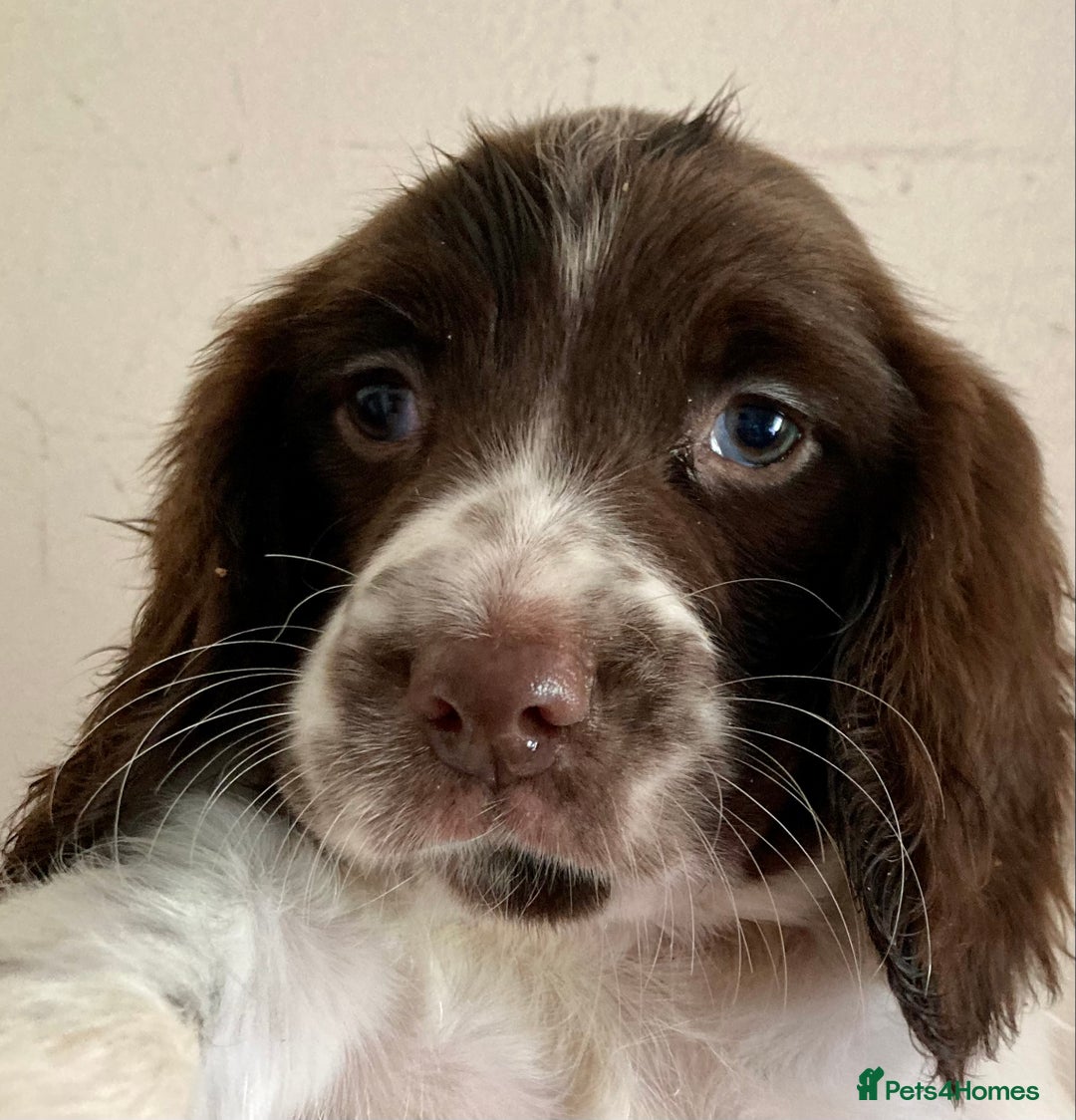 English Springer Spaniel dogs for sale: English Springer Spaniel Pups  - Image 32