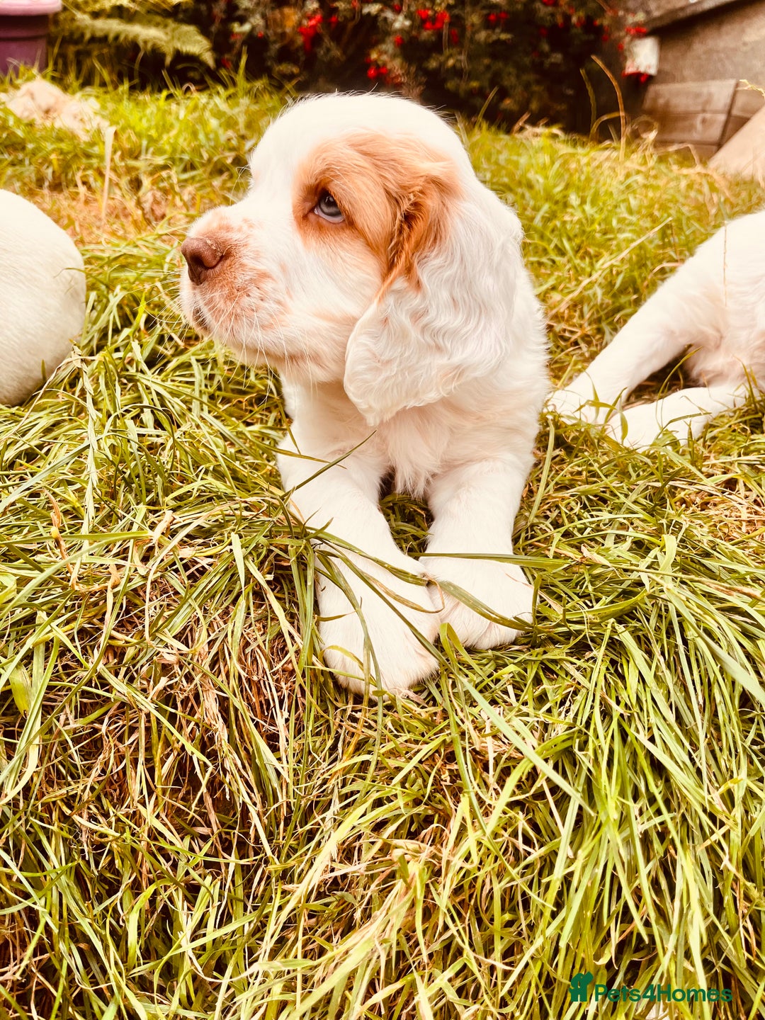 Clumber Spaniel dogs for sale: 3/4 clumber 1/4 cocker spaniel pups - Image 12