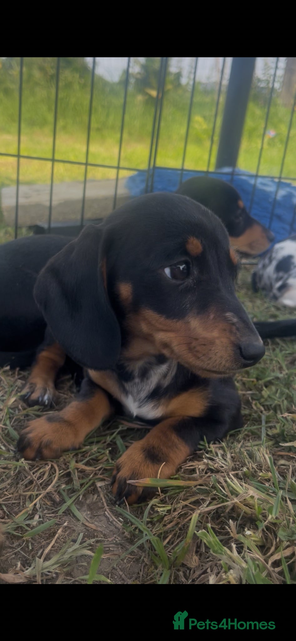 Miniature Dachshund dogs ❌Stunning Puppies❌ - Advert 1