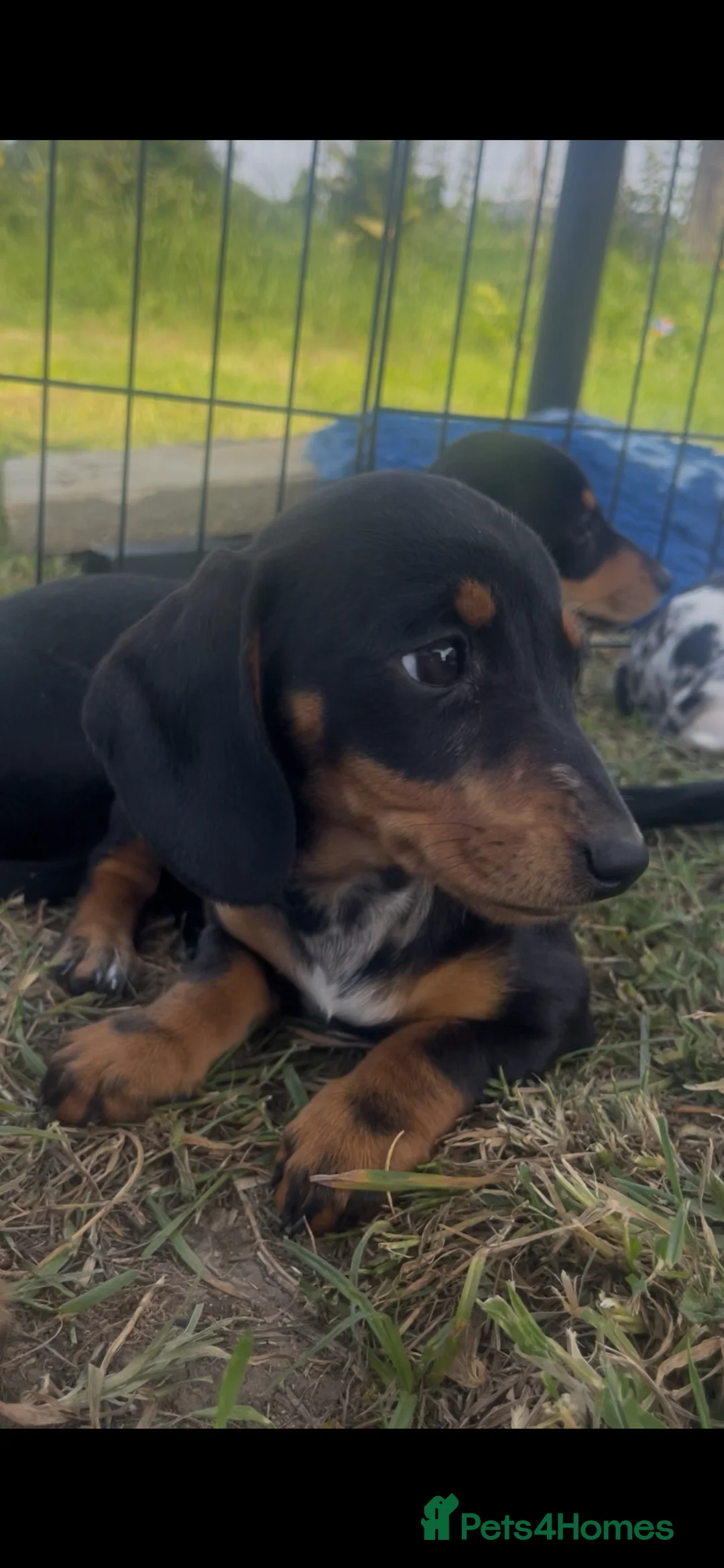 Miniature Dachshund dogs for sale: ❌Stunning Puppies❌ - Advert 1