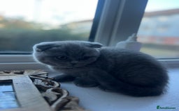 Scottish Fold cats for sale: Beautiful chunky Scottish fold - Image 13
