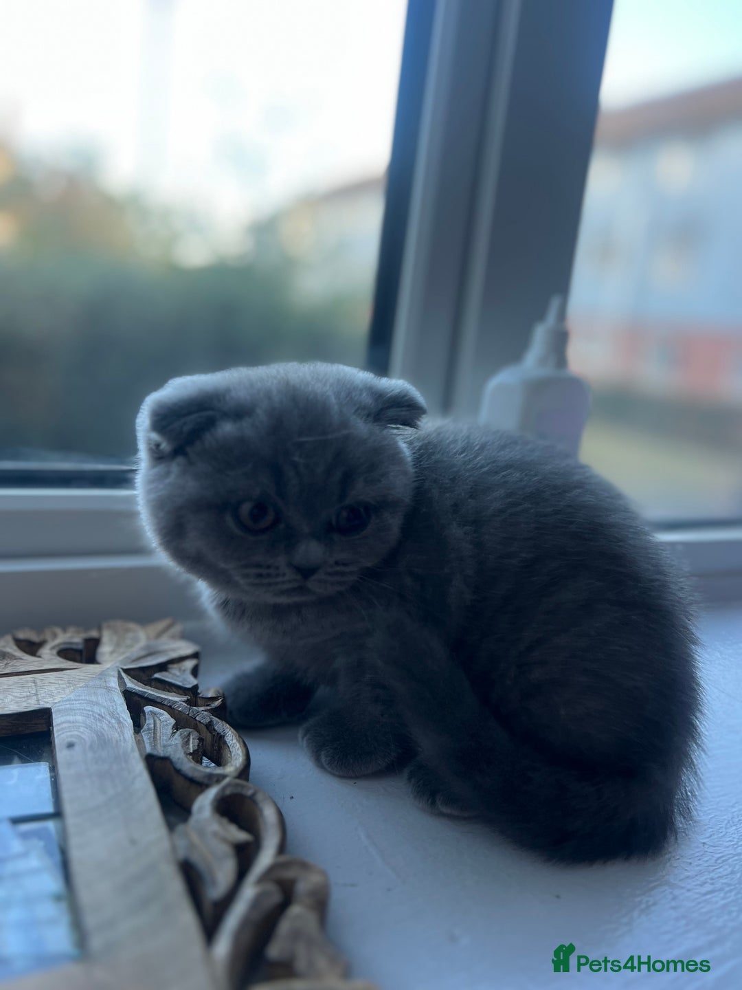Scottish Fold cats for sale: Beautiful chunky Scottish fold - Image 13