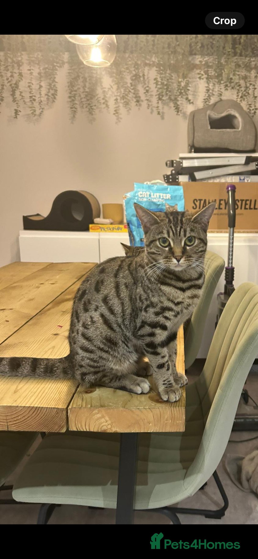 Bengal cats for sale: Bengal mix  - Advert 4