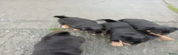 Rottweiler dogs for sale: 5 Purebred Rottweiler Puppies for Sale - Advert 5