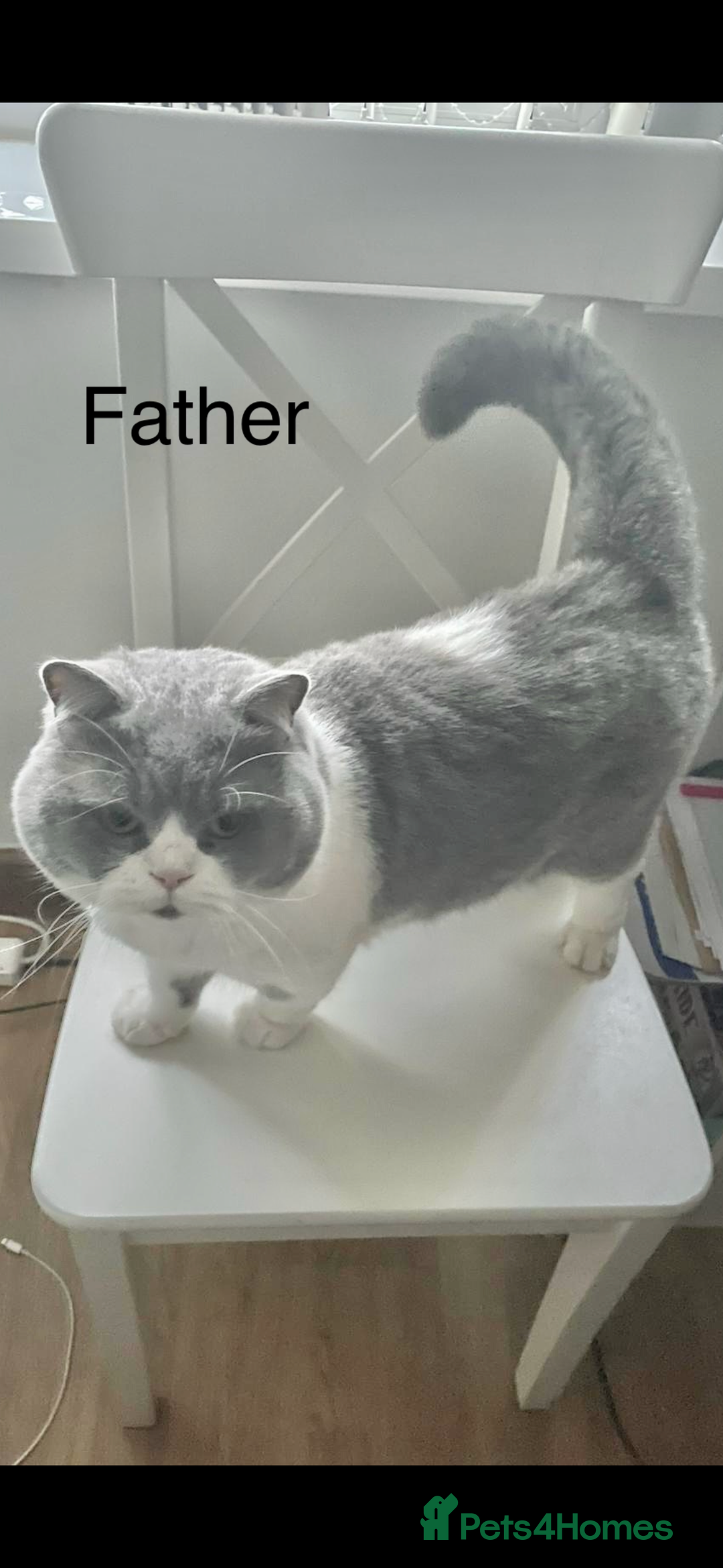 British Shorthair cats for sale: British shorthairs - Advert 13