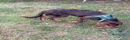 Mixed Breed dogs for sale: BEAUTIFUL BORDER COLLIE X COCKER SPANIEL  - Advert 9