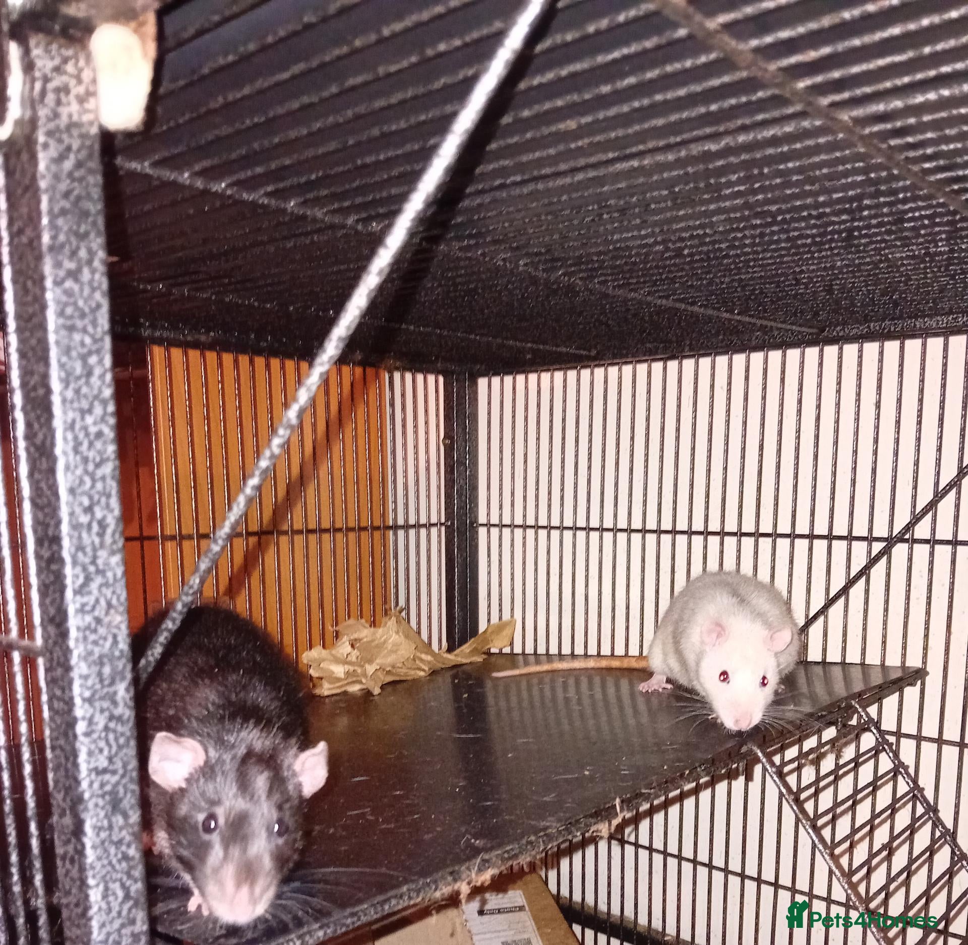 Rat rodents Rehoming for two 9-10month male rats! - Advert 2