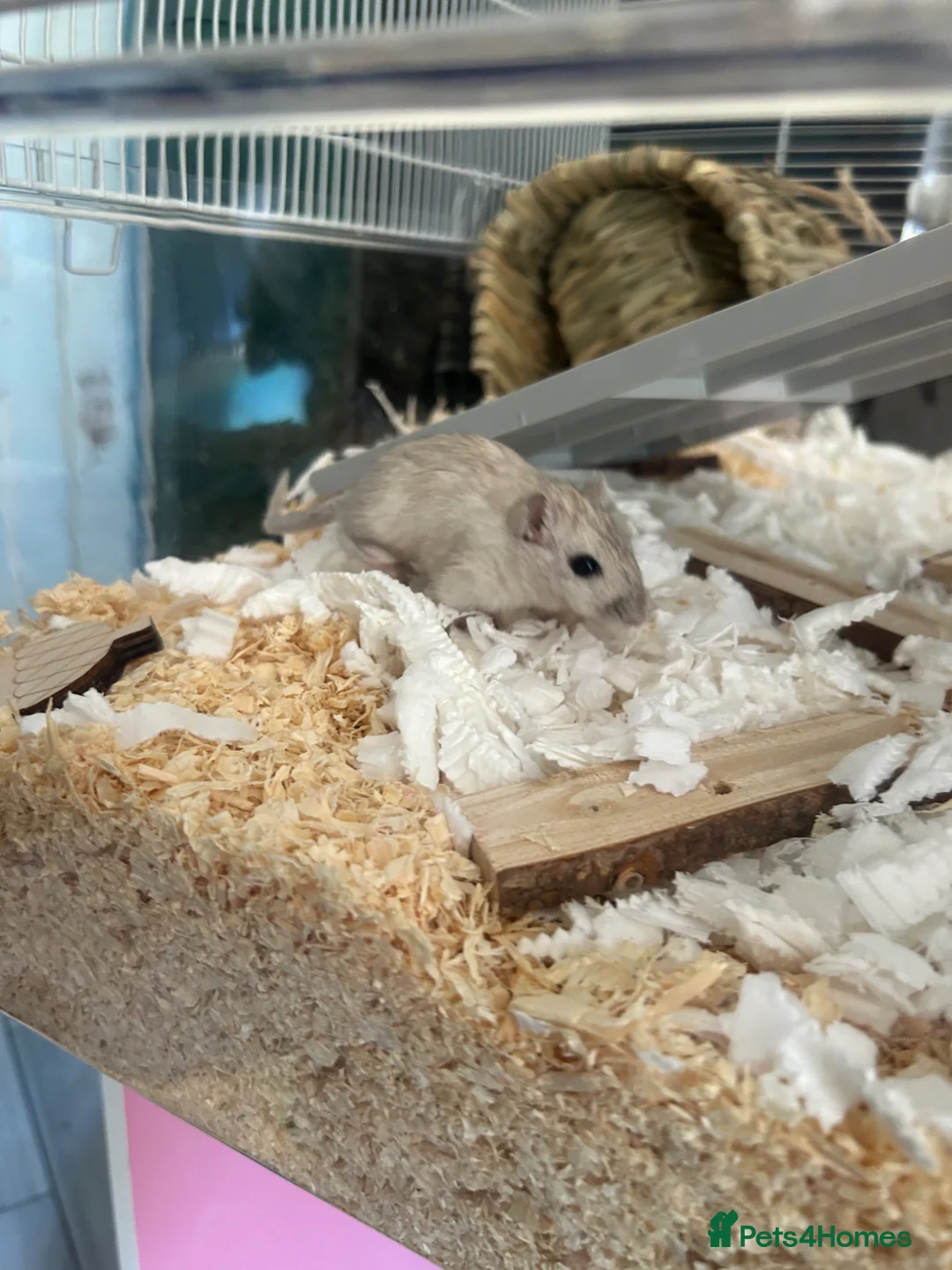 Gerbil rodents for sale: 2 male gerbils/ cage in Stoke-on-Trent - Advert 1