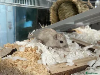 Gerbil rodents 2 male gerbils/ cage - Advert 5