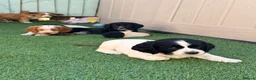 Cocker Spaniel dogs for sale: Gorgeous Cocker Puppies READY NOW - Advert 7