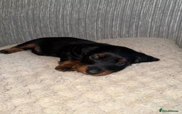 Miniature Dachshund dogs for sale: Mini dachshunds  - Image 6
