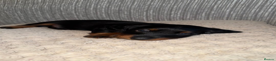 Miniature Dachshund Puppy 5