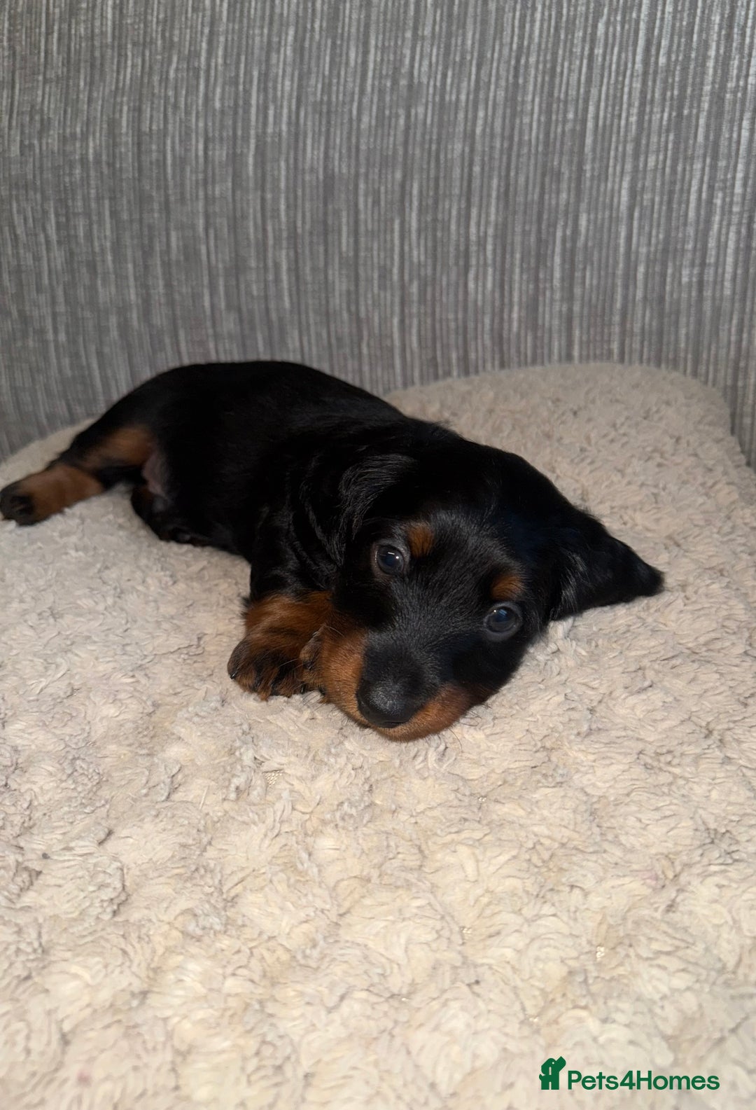Miniature Dachshund dogs for sale: Mini dachshunds  - Image 6