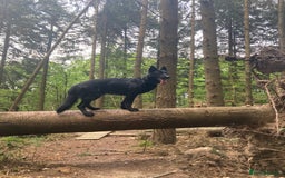 German Shepherd dogs for stud: Stunning black GSD - exceptional health and temper - Image 3