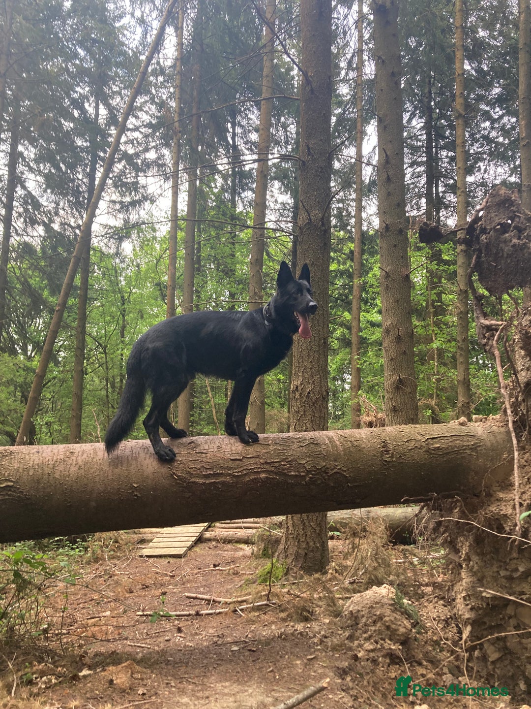 German Shepherd dogs for stud: Stunning black GSD - exceptional health and temper - Image 3