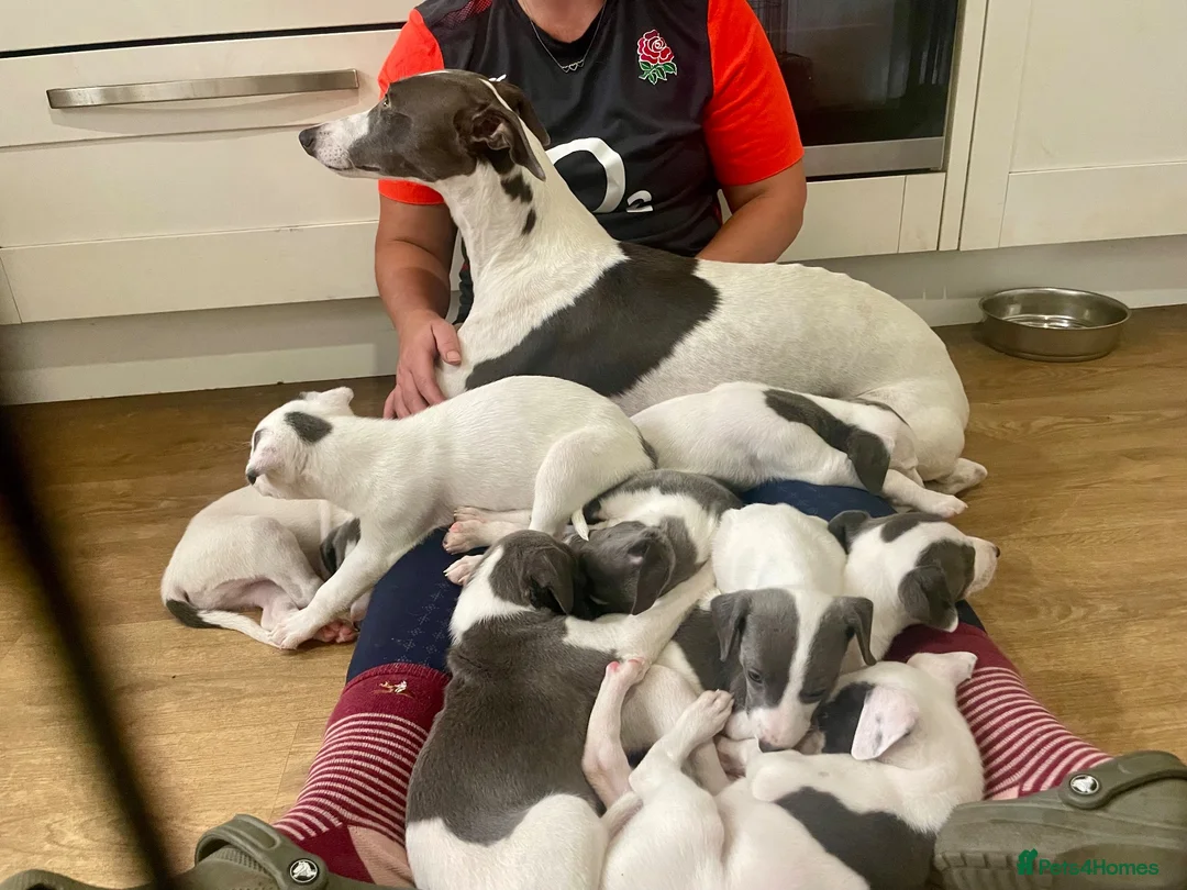 Whippet dogs for sale: Blue and white whippet puppies  in March - Advert 2