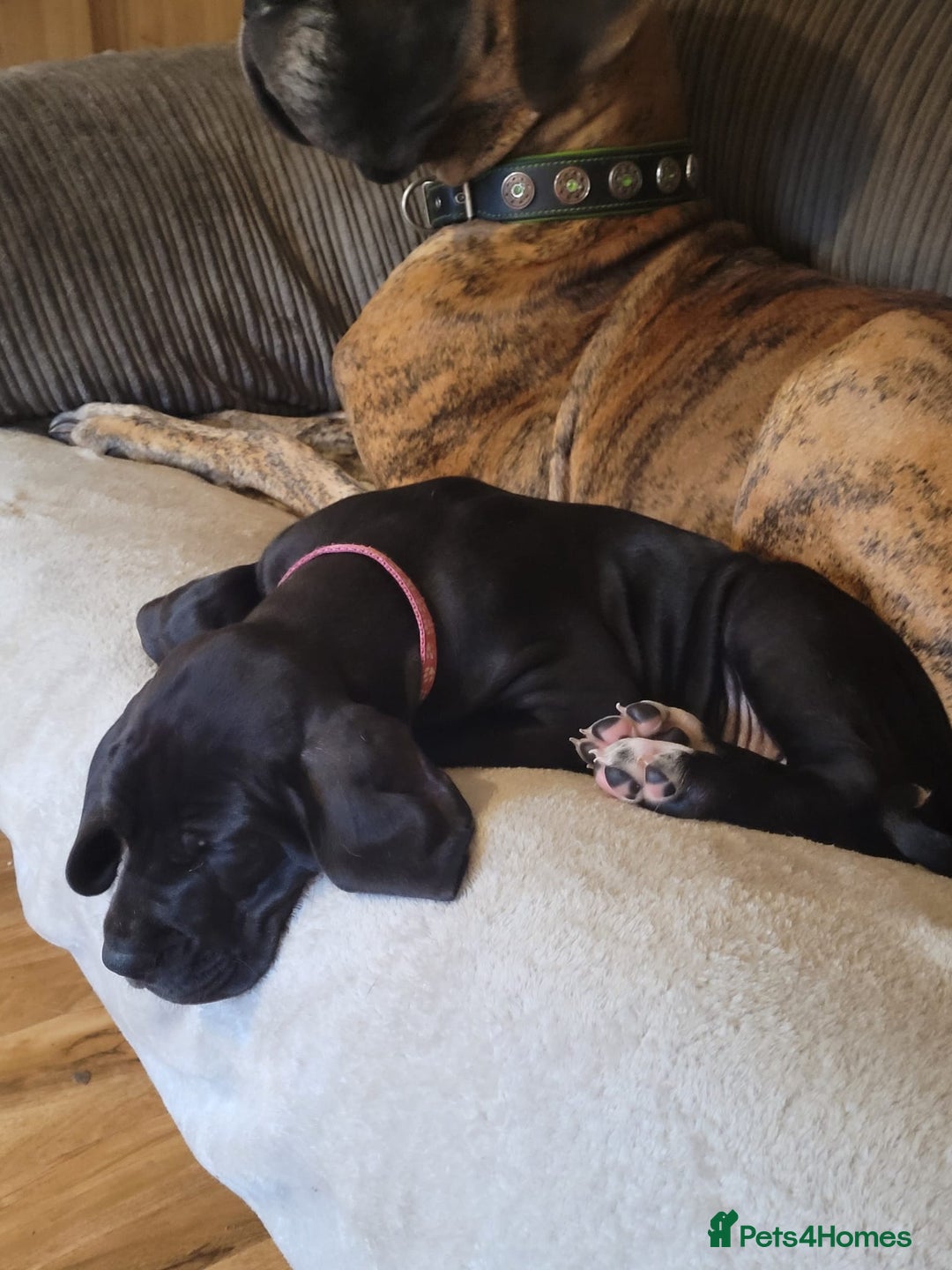 Great Dane dogs for sale: Only 2 beautiful Great Dane girls left. Ready now - Advert 19