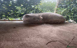 British Shorthair cats for sale: Blue bsh boy looking for his forever home.  - Image 9
