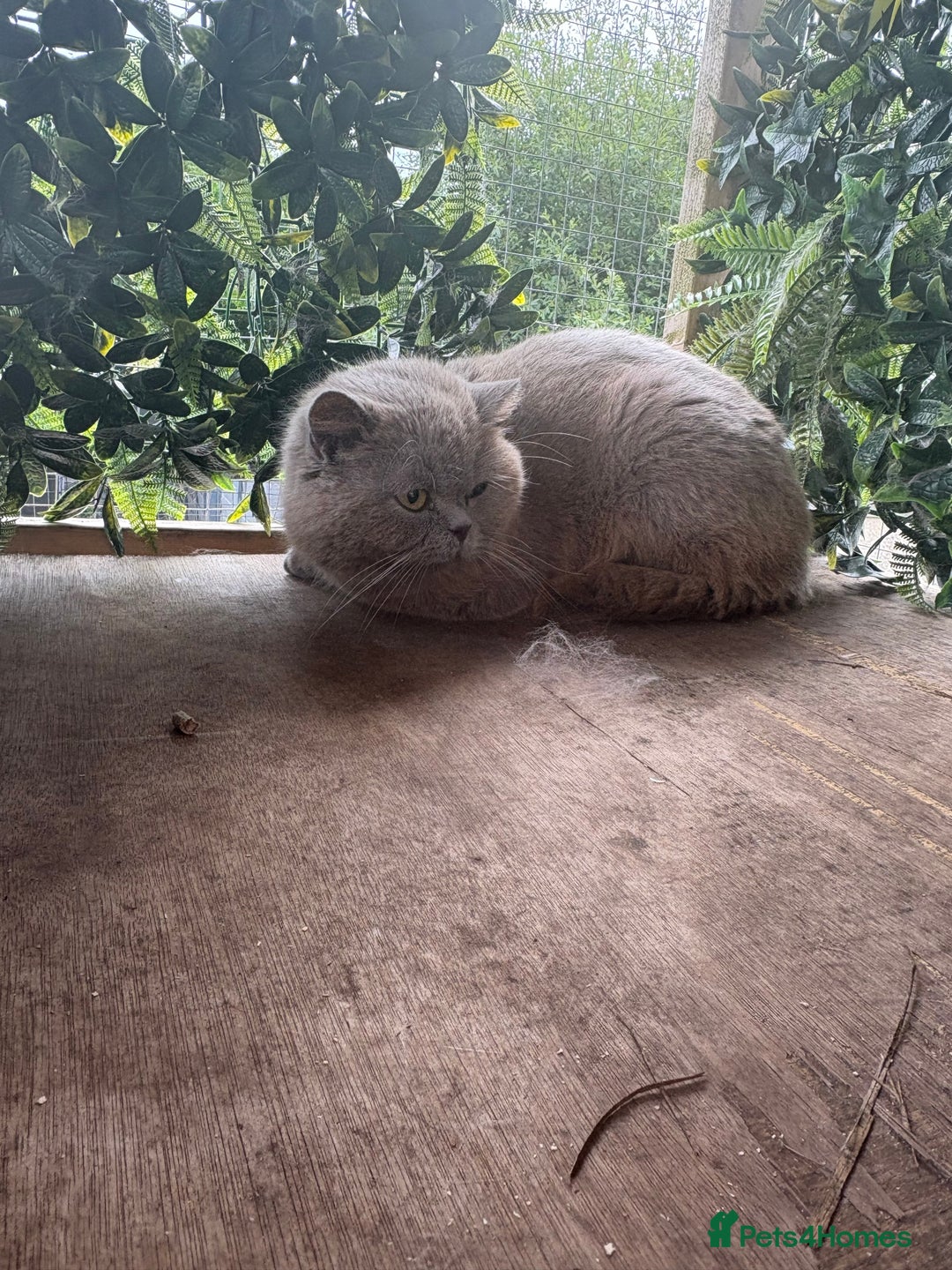 British Shorthair cats for sale: Blue bsh boy looking for his forever home.  - Image 9
