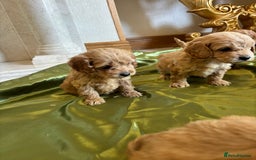 Cockapoo dogs for sale: F1 DNA Health Tested Cockapoos  - Image 3