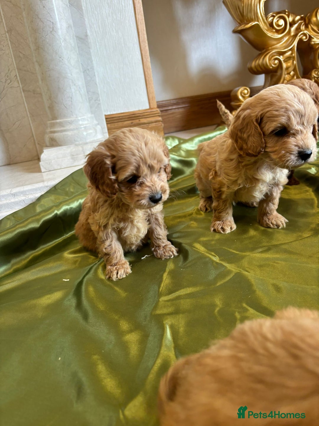 Cockapoo dogs for sale: F1 DNA Health Tested Cockapoos  - Image 3